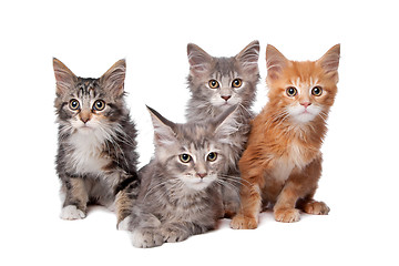 Image showing Maine Coon kittens