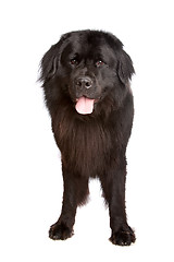 Image showing Newfoundland dog