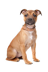 Image showing Staffordshire Bull Terrier puppy