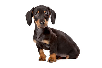 Image showing Dachshund, Teckel puppy