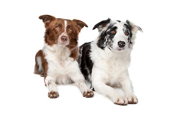 Image showing Border Collie