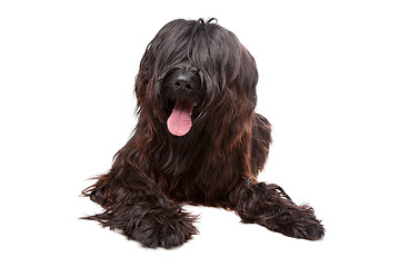 Image showing Briard , Berger de Brie, Berger Briard