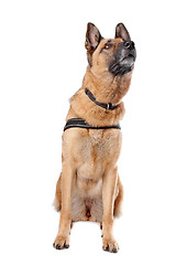 Image showing German Shepherd dog