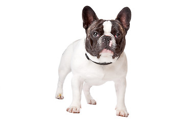 Image showing Cute French Bulldog