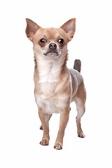 Image showing short haired chihuahua