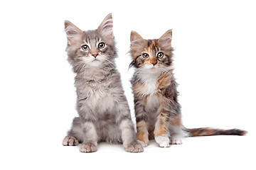 Image showing Maine Coon kittens