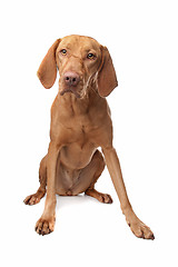 Image showing Hungarian Vizsla