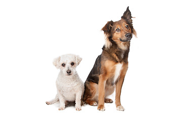 Image showing two mixed breed dogs