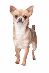 Image showing short haired chihuahua