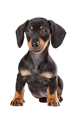 Image showing Dachshund, Teckel puppy