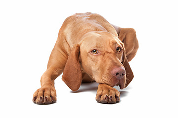 Image showing Hungarian Vizsla