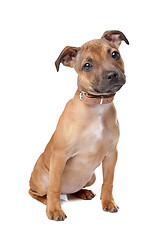 Image showing Staffordshire Bull Terrier puppy