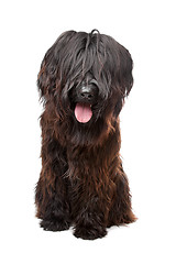 Image showing Briard , Berger de Brie, Berger Briard