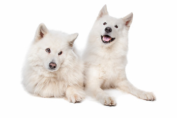 Image showing Samoyed (dog)