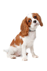 Image showing Cavalier King Charles Spaniel puppy