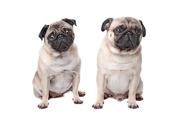 Image showing two pug dogs