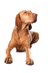 Image showing Hungarian Vizsla