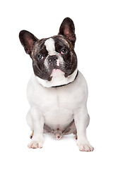 Image showing Cute French Bulldog