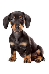 Image showing Dachshund, Teckel puppy