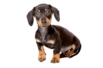 Image showing Dachshund, Teckel puppy