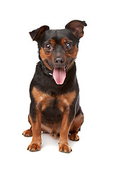 Image showing blind mixed breed dog