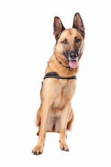 Image showing German Shepherd dog