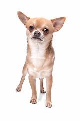 Image showing short haired chihuahua