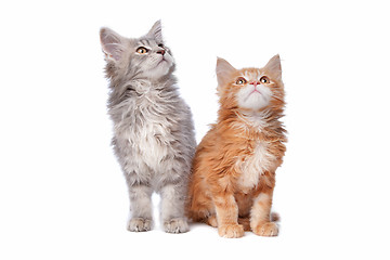 Image showing Maine Coon kittens