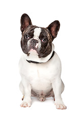 Image showing Cute French Bulldog