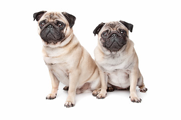 Image showing two pug dogs