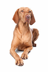 Image showing Hungarian Vizsla