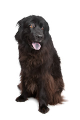 Image showing Newfoundland dog