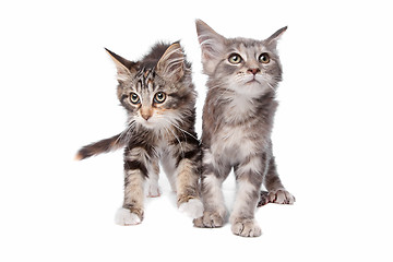 Image showing Maine Coon kittens