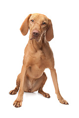 Image showing Hungarian Vizsla