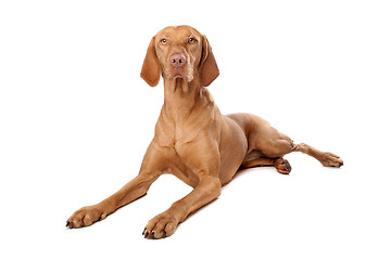 Image showing Hungarian Vizsla