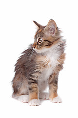 Image showing maine coon kitten