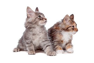 Image showing Maine Coon kittens
