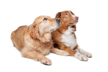 Image showing Nova Scotia Duck Tolling Retriever and a golden retriever