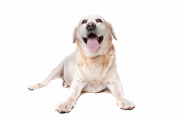 Image showing labrador retriever