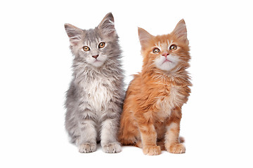 Image showing Maine Coon kittens