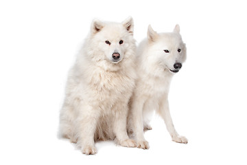 Image showing Samoyed (dog)