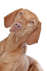 Image showing Hungarian Vizsla