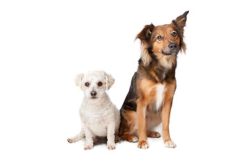 Image showing two mixed breed dogs