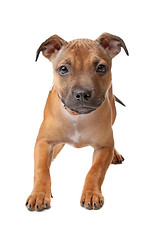 Image showing Staffordshire Bull Terrier puppy