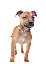 Image showing Staffordshire Bull Terrier puppy