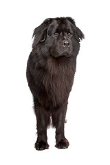 Image showing Newfoundland dog