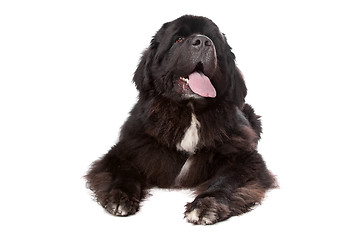 Image showing Newfoundland (dog)