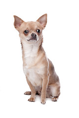 Image showing short haired chihuahua