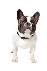 Image showing Cute French Bulldog