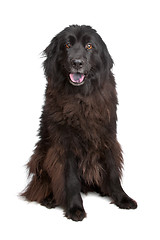 Image showing Newfoundland dog